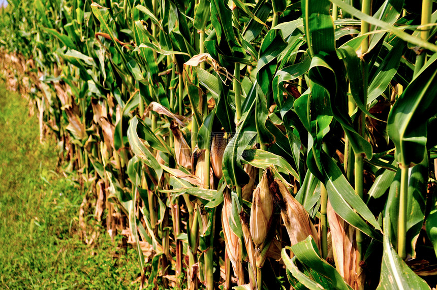 角字段场地农场食物叶子植物玉米树叶流苏耳朵图片