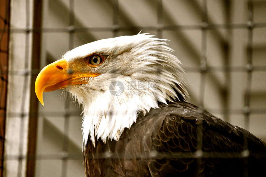 康复中心的秃鹰组织中心白色动物群动物白头鹰俘虏图片