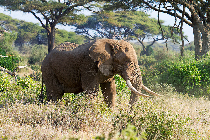 储备中的非洲大象图片