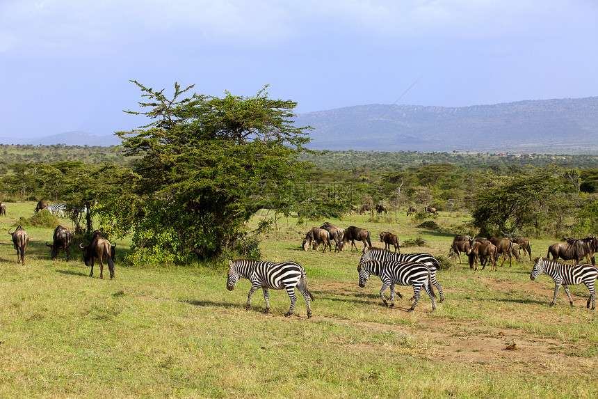 非洲斑马和野牛图片