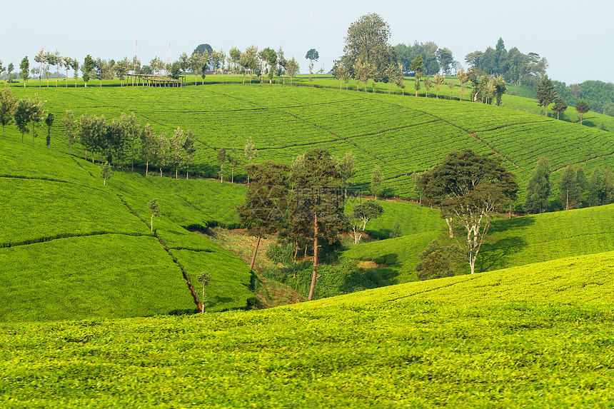肯尼亚茶叶种植园图片