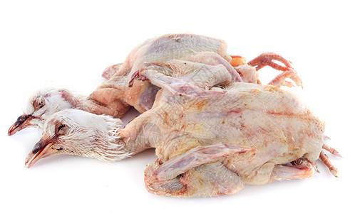 鸽子肉乳鸽鹧鸪工作室野味家禽食物美食背景图片