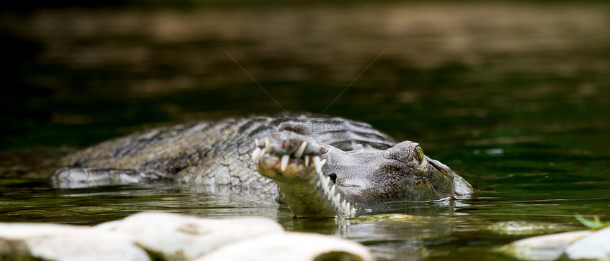 水中的鳄鱼爬虫动物眼睛皮肤动物园宏观爬行动物捕食者野生动物图片