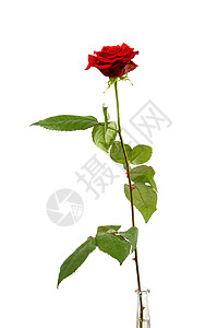单一红玫瑰浪漫花朵红色礼物背景图片