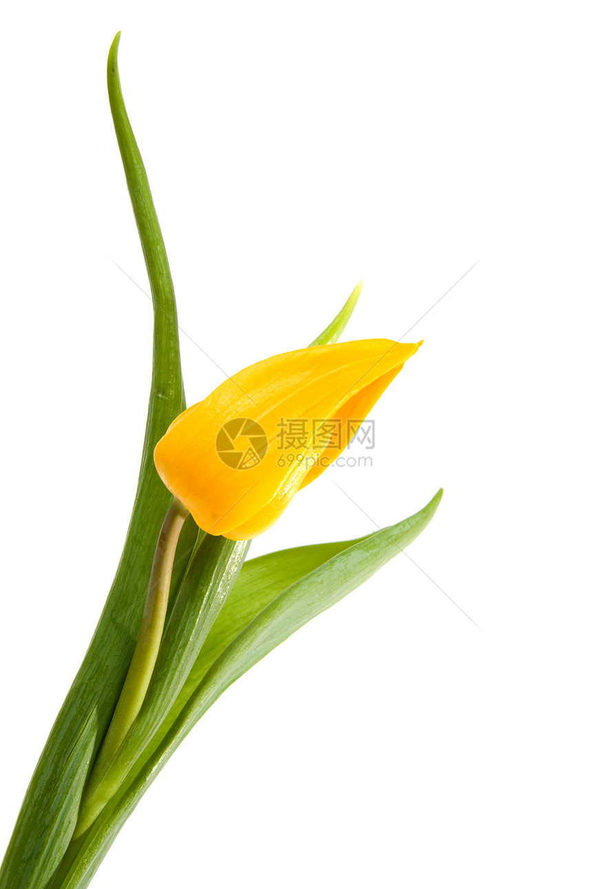 单黄色荷兰黄色荷兰图利普 Tullip灯泡植物植物学树叶郁金香美丽花朵图片