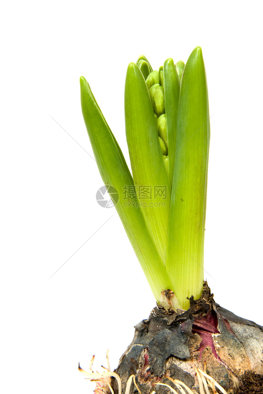 Hyacinth 花朵特写图片