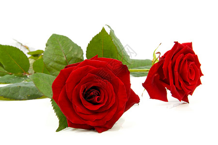 两朵红玫瑰花朵礼物浪漫红色背景图片