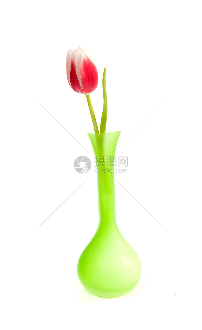 绿色花瓶中美丽的粉红色荷兰郁金香图片