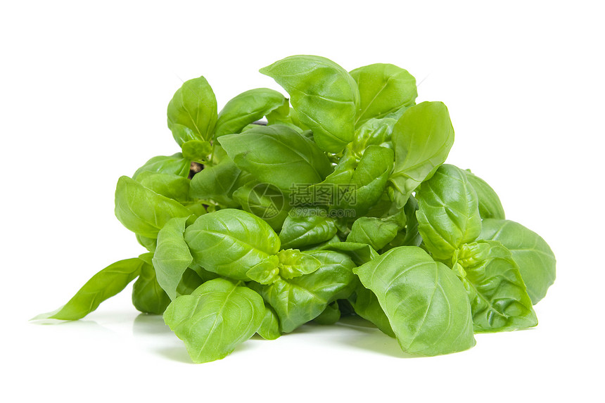 新鲜基新树苗蔬菜草药烹饪香料花园美食厨房叶子绿色芳香图片