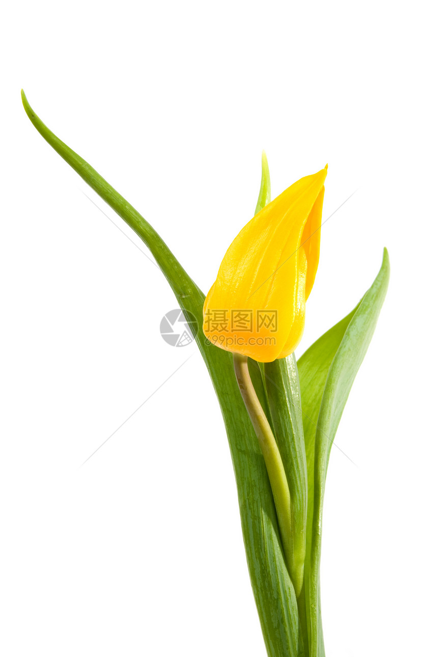 荷兰黄色郁金香图片