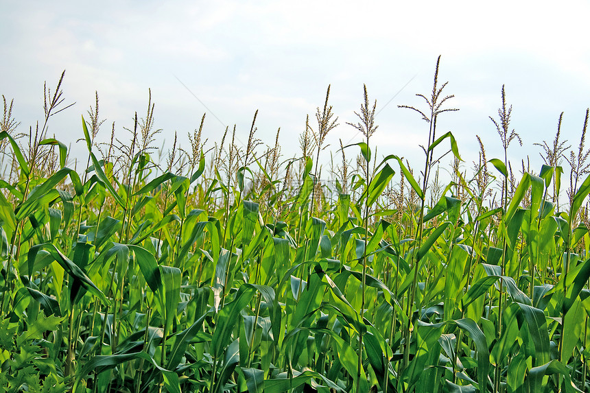 玉米字段粮食农业植物树叶乡村绿色场地生物食物农田图片