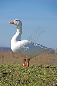 白鹅动物野生动物天空白色小鹅蓝色晴天羽毛背景图片