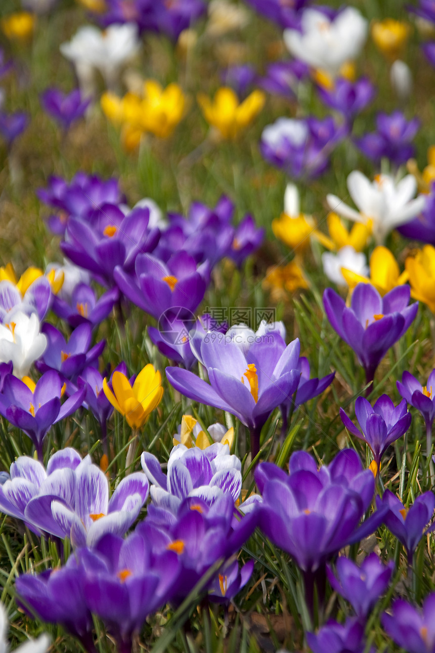 春花花晴天紫色植物群草地植物学花园草原绿色图片