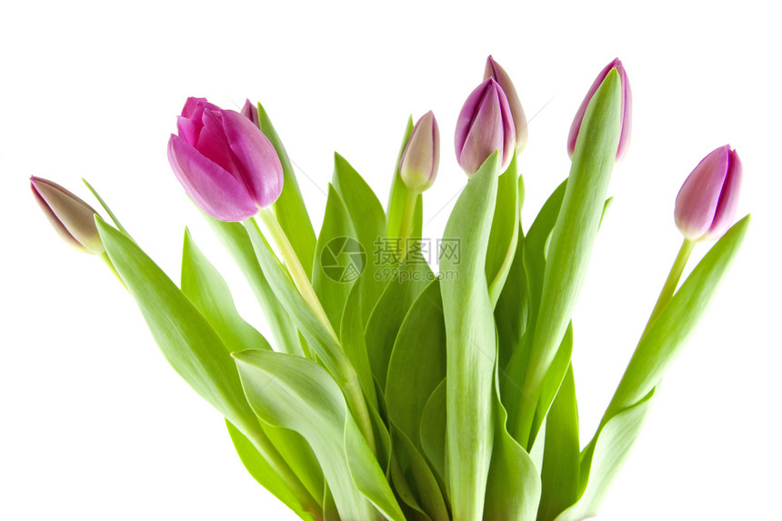 粉红色郁金香的布束紧闭植物学粉色花束灯泡植物花朵花瓶图片