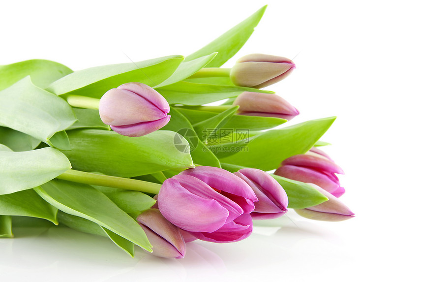 粉红色郁金香的布束紧闭花束花朵粉色灯泡植物植物学图片