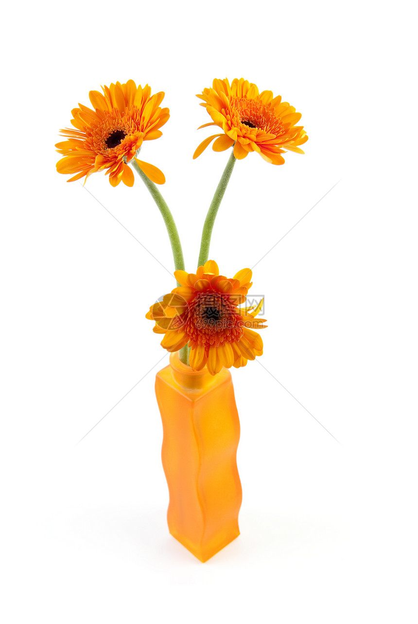 三朵橙色的采花花橙子花瓶花束格柏树叶图片