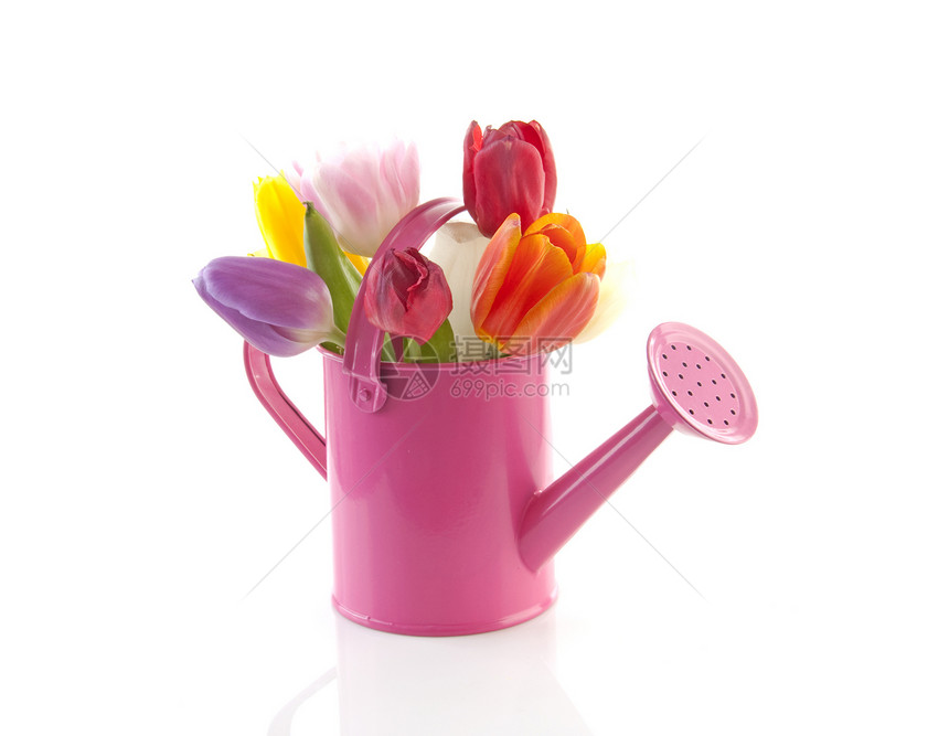 粉红水罐装多彩的郁金香图片