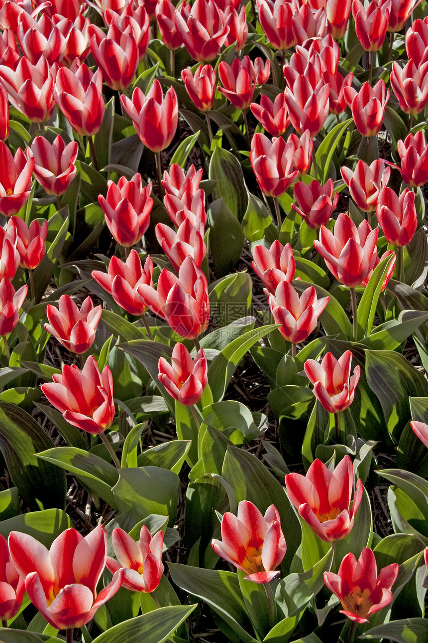 美丽的荷兰郁金香场地红色农业利瑟乡村植物花坛花朵灯泡灯泡场图片