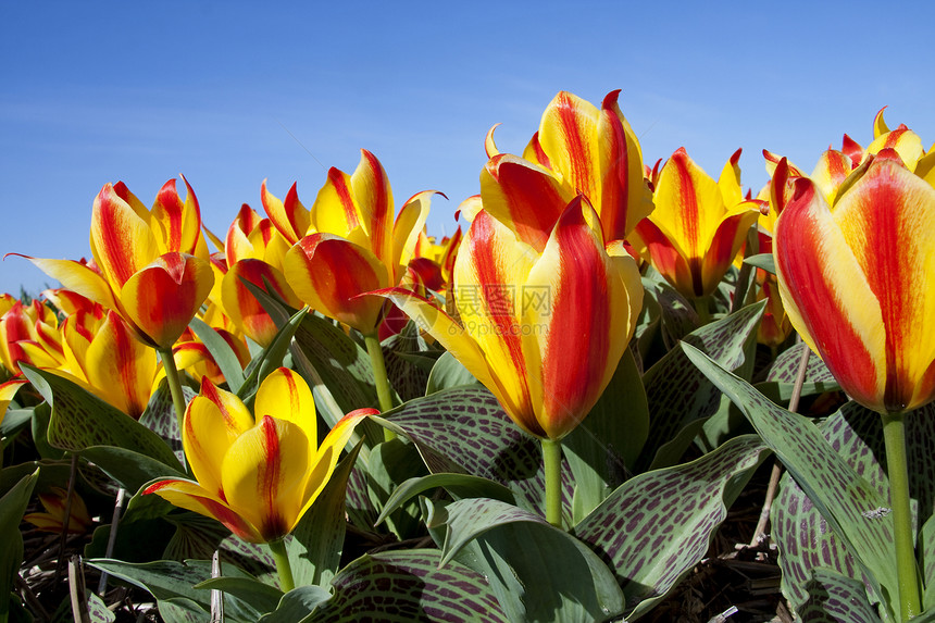 美丽的荷兰郁金香黄色农业灯泡场蓝天植物利瑟灯泡晴天乡村花朵图片