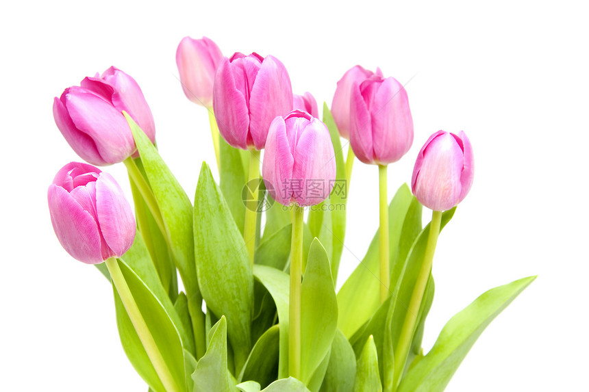 特写时粉红的郁金香植物植物学灯泡花束花朵粉色图片