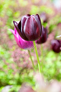 紫色荷兰郁金香花朵树叶粉色背景图片