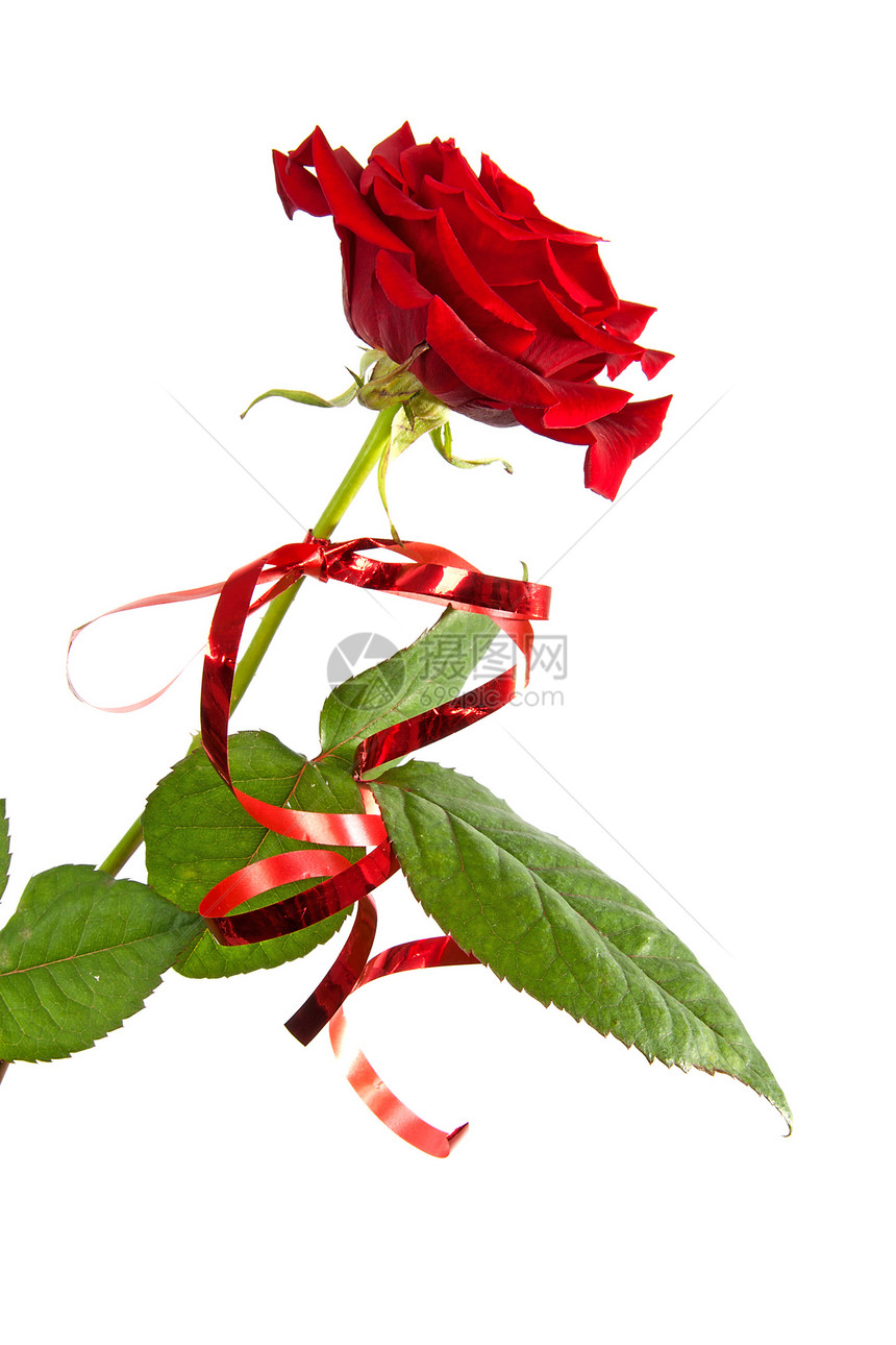 红玫瑰带丝带图片