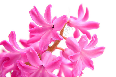 平粉花粉色灯泡植物花朵植物学园艺背景图片