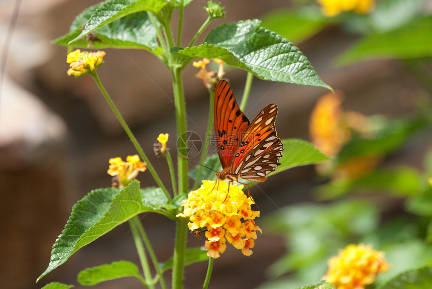 Monarch 蝴蝶坐在兰塔纳图片