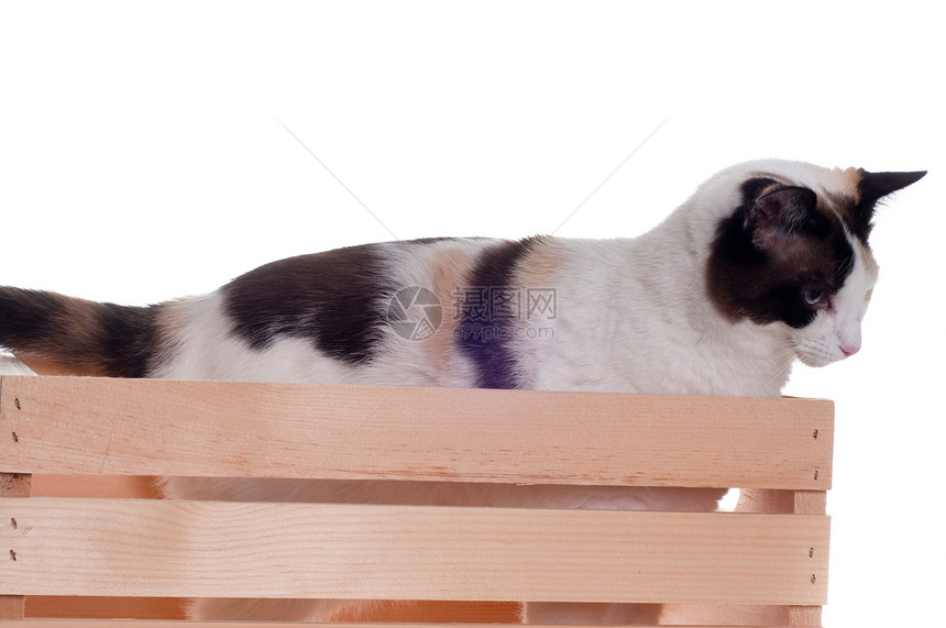 白猫在木材板球中图片