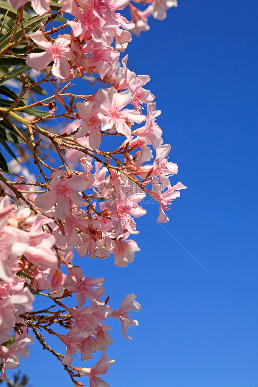 美丽的粉红色奥莱安德花粉色花朵天空热带花园季节性蓝色植物花瓣图片
