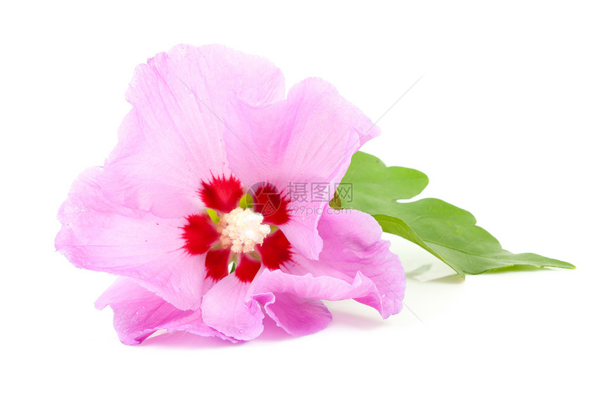 粉红希比斯花花花瓣花朵热带粉色树叶季节性图片