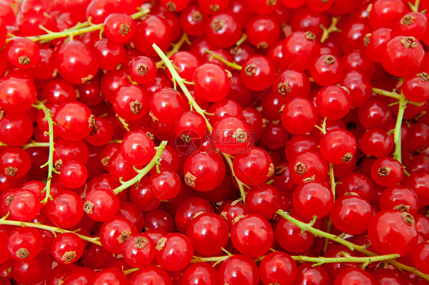 红色浆果背景维生素醋栗食物宏观水果季节性图片
