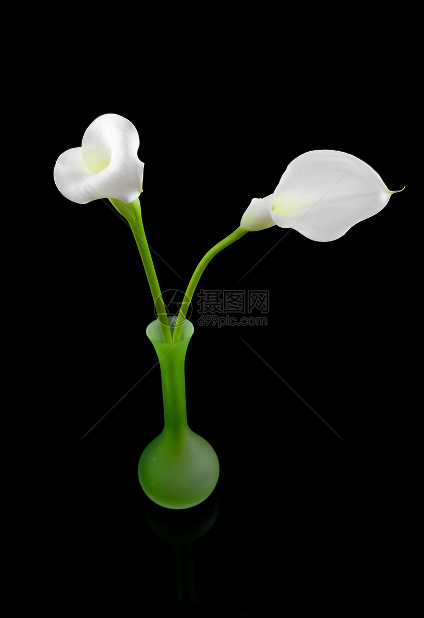 美丽的白色Calla百合花投标花束树叶植物学新娘叶子植物花园花朵绿色图片