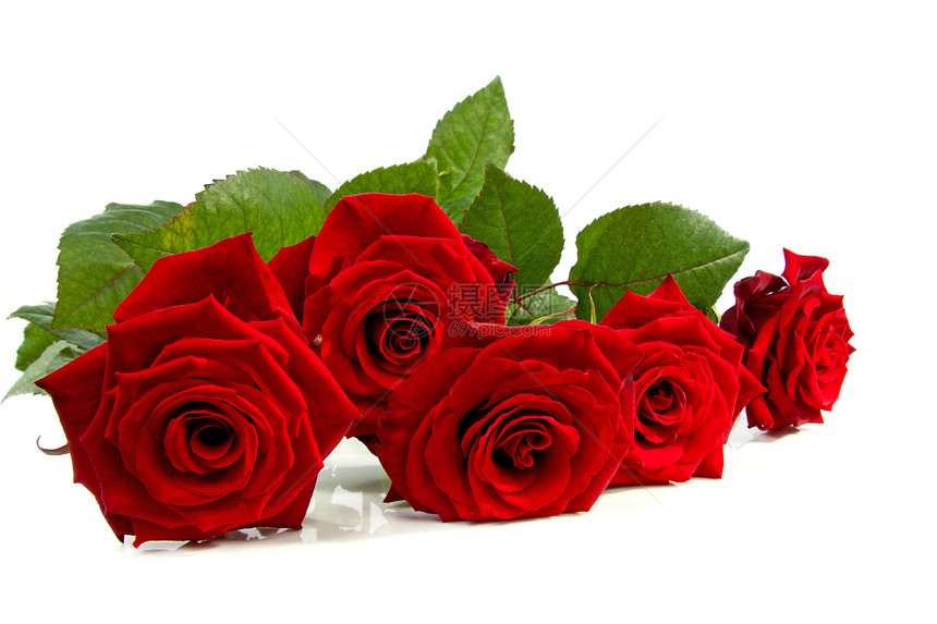 红玫瑰花朵浪漫红色礼物图片
