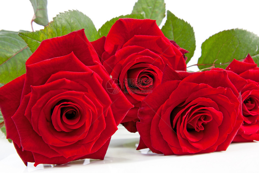 红玫瑰礼物浪漫花朵红色图片