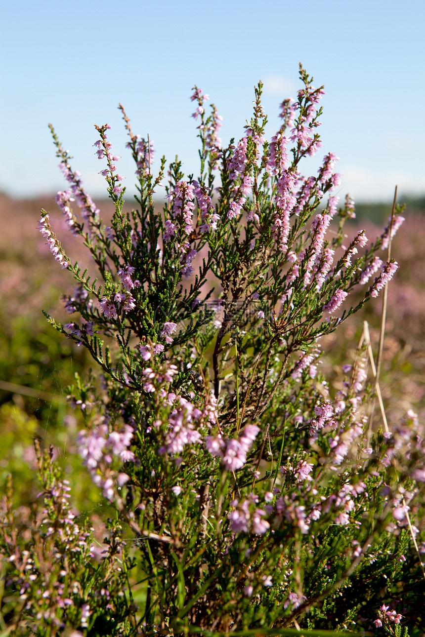 埃丽卡赫赫沼泽地植物紫色场地粉色衬套花朵沙丘季节性图片