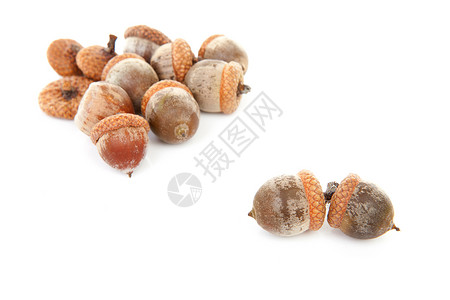 橡树季节棕色橡子橡木水果坚果季节性背景图片