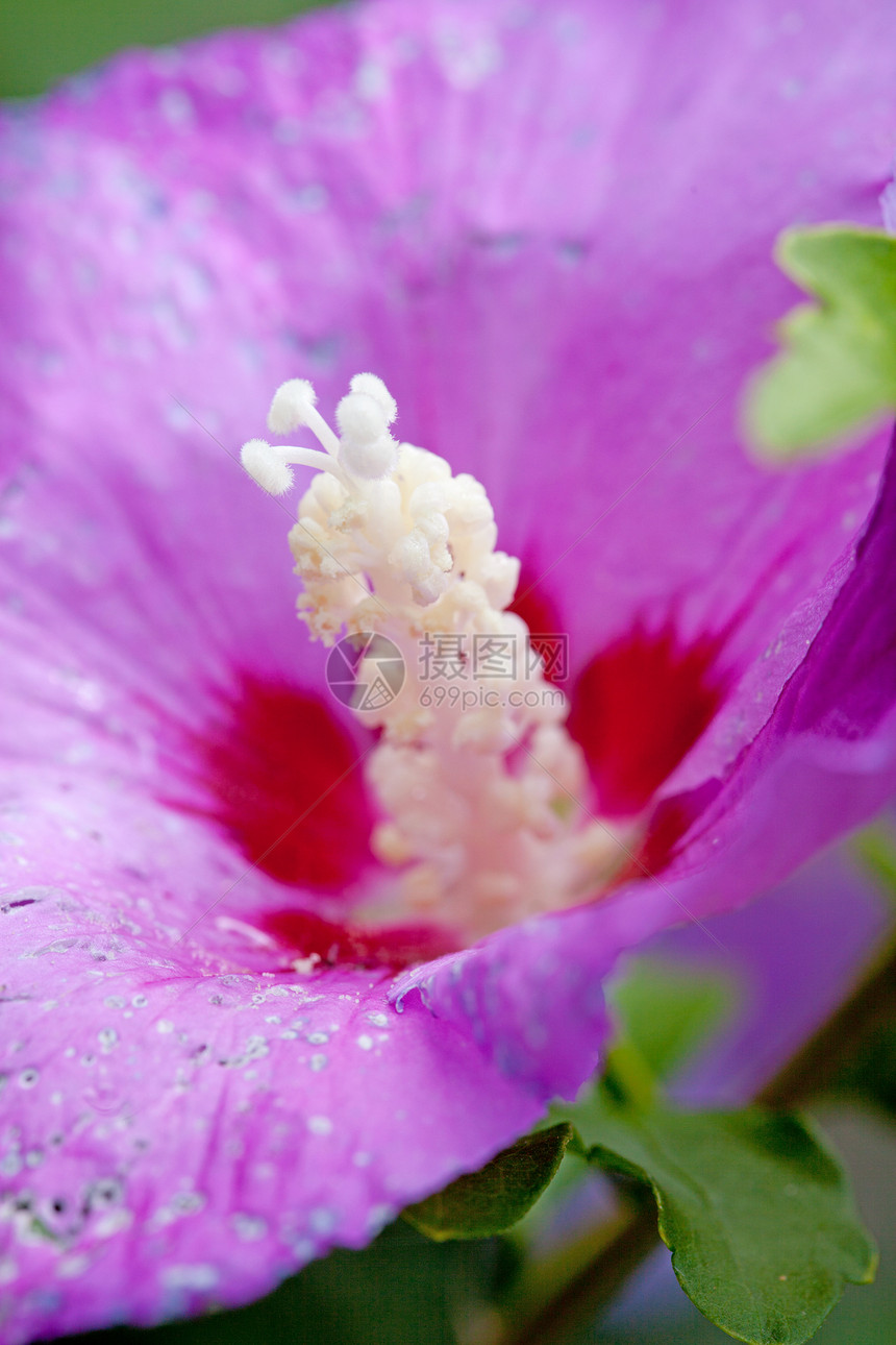 紫色的hibiscus 花在缝合中图片