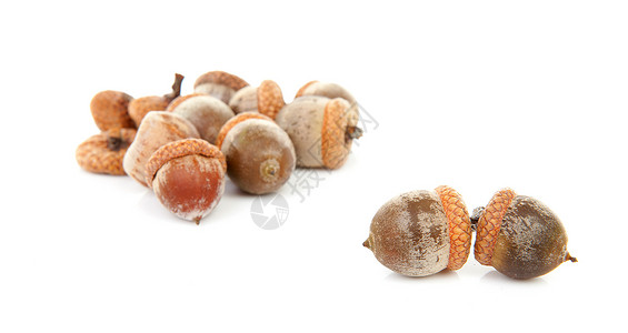 橡树橡子食物橡木季节性棕色水果坚果季节背景图片