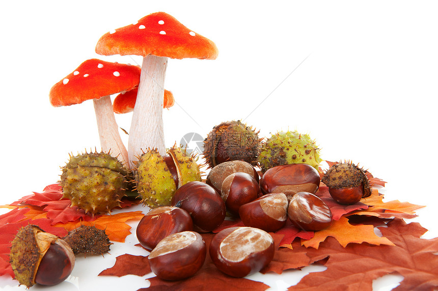秋天坚果季节性季节橡木蘑菇树叶橙子栗子场景红色图片