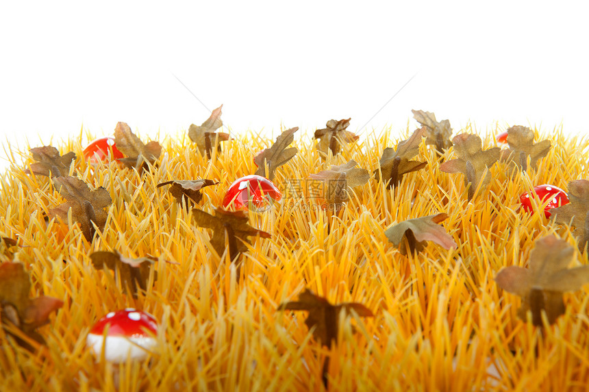 秋草和小蘑菇植物杂草黄色院子季节树叶草地花园图片