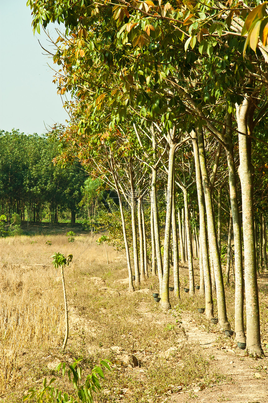 橡胶树橡皮植物来源场景生长农业阴影活力树干丛林图片