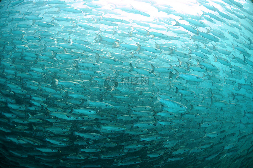 在大洋中游泳的鱼诱饵鲻鱼海上生活运动蓝色海洋钓鱼海洋生物饵料图片