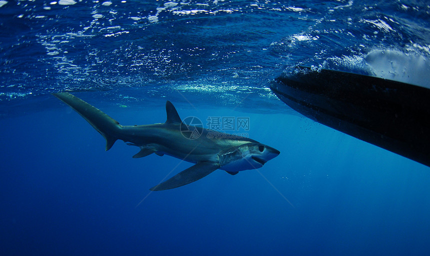 鲨鱼游泳野生动物动物热带海洋生物荒野海洋蓝色水平远洋标本图片