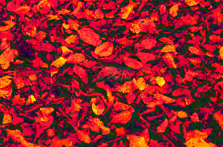 抽象蓝色摄影黄色红色插图树叶绿色艺术图片