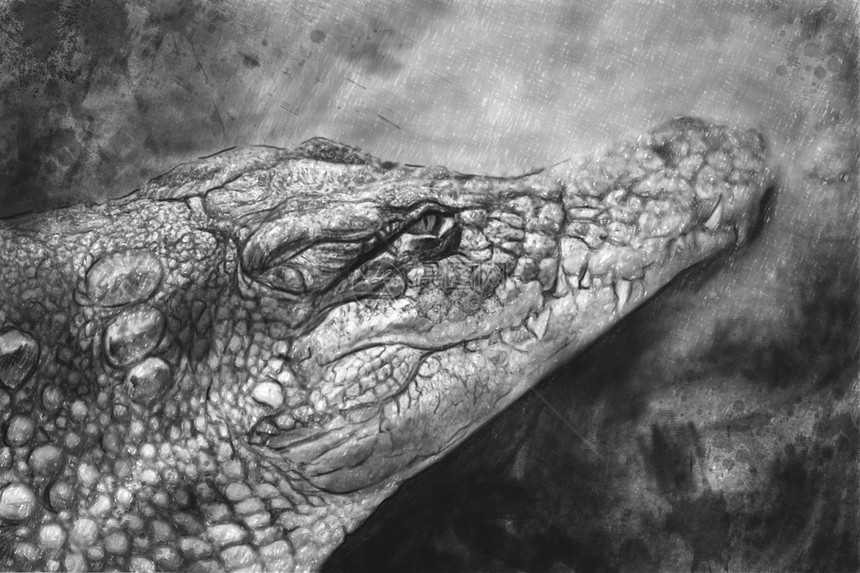用铅笔做的鳄鱼的艺术肖像图片
