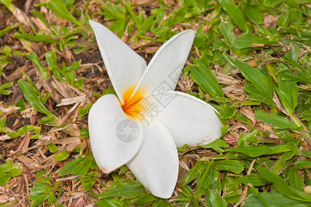热带花朵的支部管道花瓣花束邀请函叶子温泉鸡蛋花香味美丽茉莉花植物背景图片