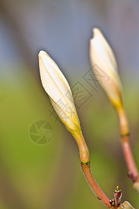 热带花朵的支部管道绿色植物鸡蛋花温泉植物植物学香味美丽茉莉花卡片邀请函背景图片