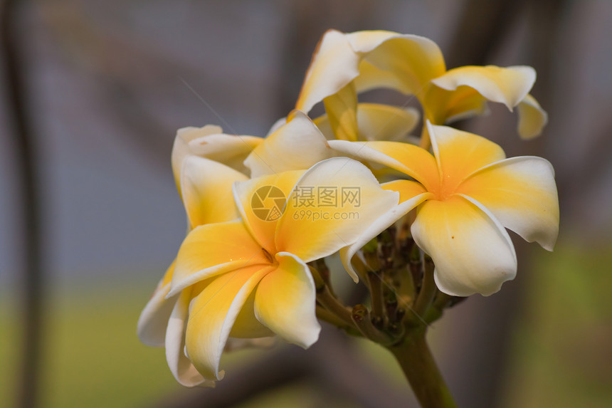 热带花朵的支部管道花束叶子邀请函植物学温泉香味植物鸡蛋花绿色植物卡片图片