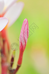 热带花朵的支部管道茉莉花绿色植物美丽香味植物卡片温泉鸡蛋花花瓣背景图片